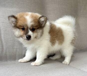 Archie -  Pomeranian Dog for Adoption in New Baltimore, Michigan - Archie | PetCurious