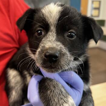 Australian Cattle Dog Blue Heeler Dogs Available for Adoption in Chattanooga, Tennessee - Sly Cooper | PetCurious