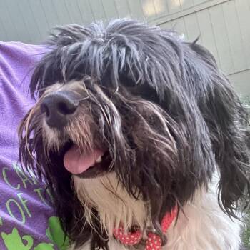 Ollivander -  Shih Tzu and Mixed Breed Dog for Adoption in Peculiar, Missouri - Ollivander | PetCurious