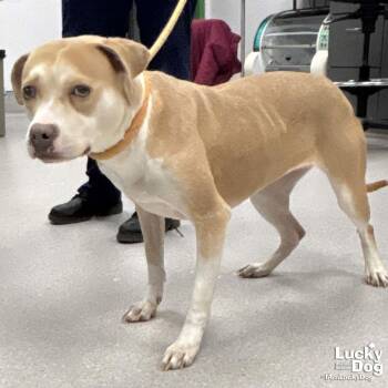 Labrador Retriever Dogs Available for Adoption - Bambi | PetCurious