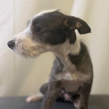 Jimmy Darling -  Terrier and Mixed Breed Dog for Adoption in Las Vegas, Nevada - Jimmy Darling | PetCurious