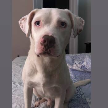 Dogo Argentino and Labrador Retriever Dogs Available for Adoption in Martinez, California - Frosty  | PetCurious