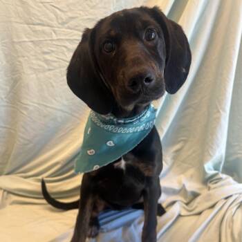 Mayo -  Mixed Breed Dog for Adoption in Canal Winchester, Ohio - Mayo | PetCurious