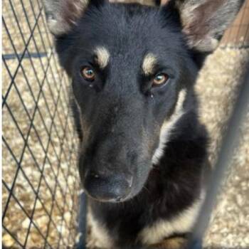 Lightning -  German Shepherd Dog Dog for Adoption in Denver, Colorado - Lightning | PetCurious