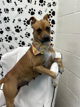 Apple Sauce -  Pit Bull Terrier and Mixed Breed Dog for Adoption in Seagoville, Texas - Apple Sauce | PetCurious