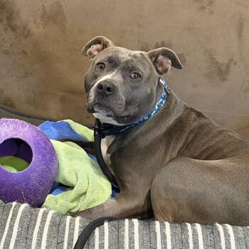 Pit Bull Terrier and Mixed Breed Dogs Available for Adoption in Fairfax, Virginia - Andromeda (Andi) | PetCurious