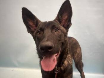 Butterscotch -  Dutch Shepherd and Mixed Breed Dog for Adoption in Golden Valley, Minnesota - Butterscotch | PetCurious