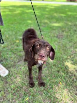 Muffin -  Chocolate Labrador Retriever and Poodle Dog for Adoption in Aiken, South Carolina - Muffin | PetCurious