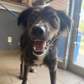 Nudge - Stray Hold 9/22 -  Mixed Breed Dog for Adoption in Huntington, West Virginia - Nudge - Stray Hold 9/22 | PetCurious