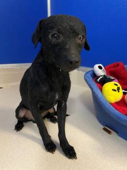 Rescue Chihuahua Dogs for Adoption in Moriarty, New Mexico - Stan | PetCurious