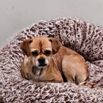 Jimmy -  Pug and Chihuahua Dog for Adoption in Chico, California - Jimmy | PetCurious