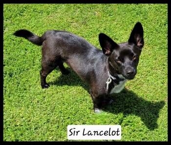 Corgi and Australian Cattle Dog Blue Heeler Dogs Available for Adoption in Granbury, Texas - Sir Lancelot  | PetCurious