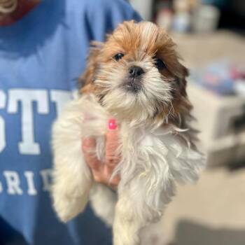Shih Tzu Dogs Available for Adoption in Campton Hills, Illinois - Wagyu | PetCurious
