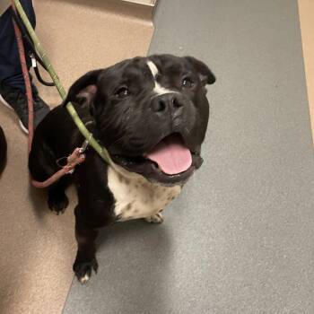 Mufasa -  English Bulldog Dog for Adoption in Chicago, Illinois - Mufasa | PetCurious