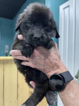 Great Pyrenees and Mixed Breed Dogs Available for Adoption - Murphy | PetCurious