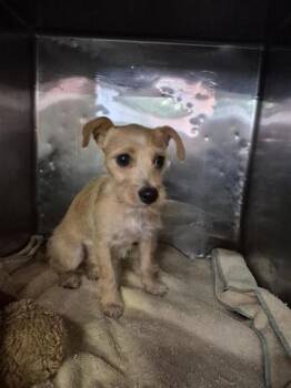 Terrier and Chihuahua Dogs Available for Adoption in El Paso, Texas - 61061141 | PetCurious