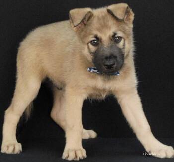 Dennys -  German Shepherd Dog Dog for Adoption in Newland, North Carolina - Dennys | PetCurious