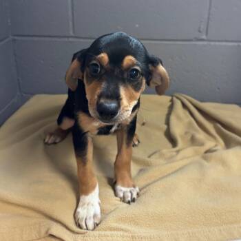 Aspen -  American Foxhound and Mixed Breed Dog for Adoption in Belleville, Illinois - Aspen | PetCurious