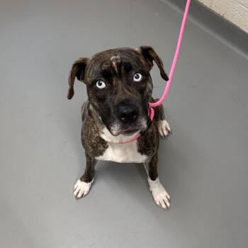 Embassy -  Mixed Breed Dog for Adoption in Asheville, North Carolina - Embassy | PetCurious