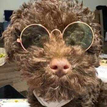 Poodle Dogs Available for Adoption - Karter | PetCurious