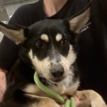 Ava -  Husky and Mixed Breed Dog for Adoption in Yuma, Arizona - Ava | PetCurious