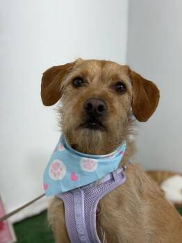 Amore -  Schnauzer and Airedale Terrier Dog for Adoption in Carlsbad, California - Amore | PetCurious