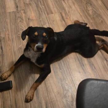 Riley -  Rottweiler and Hound Dog for Adoption in Philadelphia, Pennsylvania - Riley | PetCurious