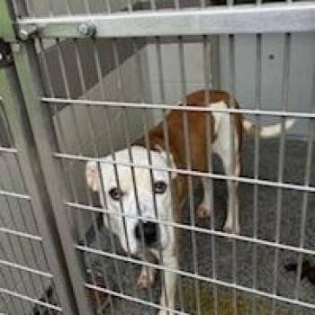 Rescue Mixed Breed Dogs for Adoption in Jeffersonville, Indiana - Francie | PetCurious