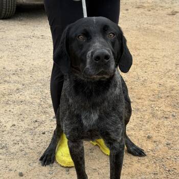 Labrador Retriever Dogs Available for Adoption - Maverick | PetCurious