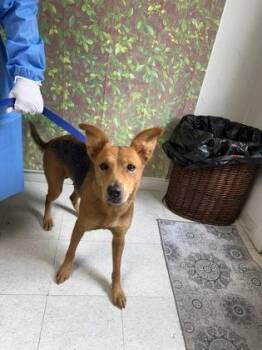 Madame Web -  Shepherd and Mixed Breed Dog for Adoption in San Antonio, Texas - Madame Web | PetCurious