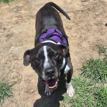 Bennett -  American Bully Dog for Adoption in Metairie, Louisiana - Bennett | PetCurious