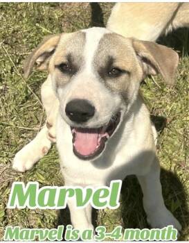 Great Pyrenees and Shepherd Dogs Available for Adoption - Marvel | PetCurious