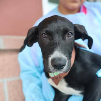 TESS -  Plott Hound Dog for Adoption in San Antonio, Texas - TESS | PetCurious