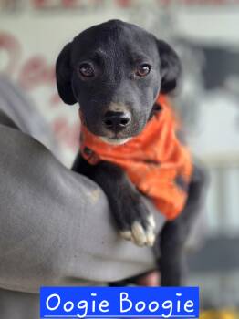 Oogie Boogie -  Mixed Breed Dog for Adoption in Walthill, Nebraska - Oogie Boogie | PetCurious