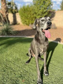 Rescue Great Dane Dogs for Adoption in Mesa, Arizona - Willow | PetCurious