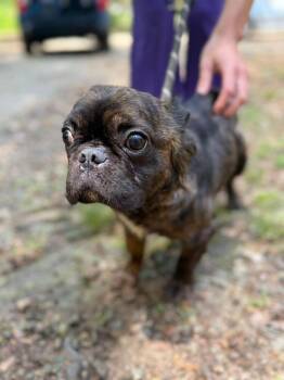 French Bulldog Dogs Available for Adoption in New York, New York - Claire (GA) | PetCurious