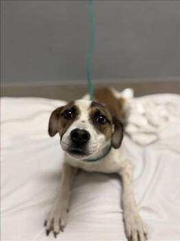 CRUMBLE -  Terrier and Pit Bull Terrier Dog for Adoption in Las Vegas, Nevada - CRUMBLE | PetCurious