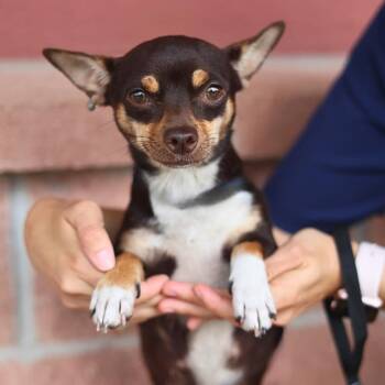 BITSY -  Chihuahua Dog for Adoption in San Antonio, Texas - BITSY | PetCurious