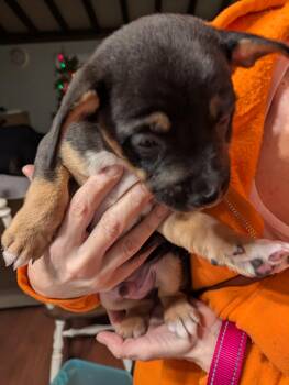 Terrier Dogs Available for Adoption in Tracy, California - Valentino Aka Val | PetCurious