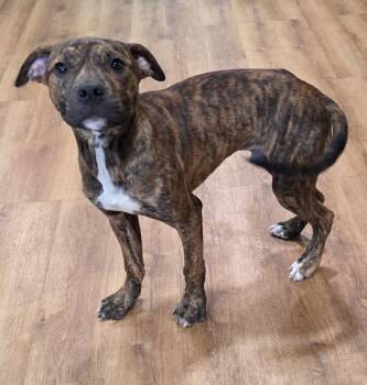 Bruce -  Pit Bull Terrier Dog for Adoption in Oxford, Michigan - Bruce | PetCurious