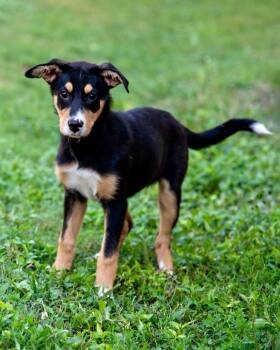 Rescue Great Pyrenees Dogs for Adoption in Nashville, Tennessee - Jasmine | PetCurious