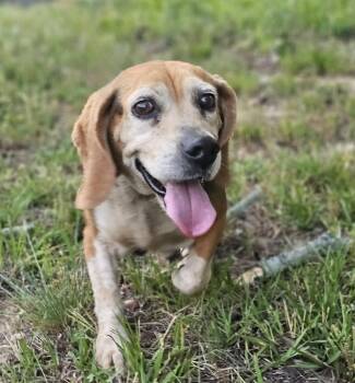 Beagle Dogs Available for Adoption in Fort Payne, Alabama - Blanche | PetCurious
