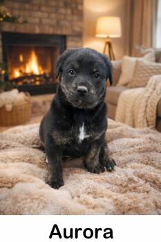 Labrador Retriever and Rottweiler Dogs Available for Adoption - Aurora - Brindle Beauty | PetCurious