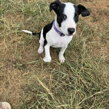 Rescue Mixed Breed Dogs for Adoption in Logan, Ohio - Reed | PetCurious