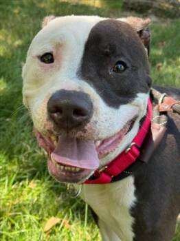 TYSON -  Pit Bull Terrier Dog for Adoption in Woodland, California - TYSON | PetCurious
