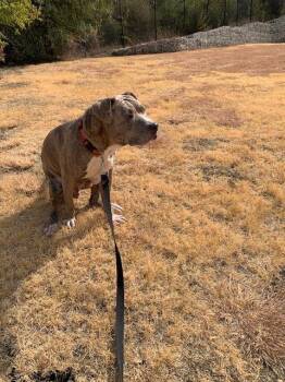 ADONIS -  Pit Bull Terrier Dog for Adoption in Dallas, Texas - ADONIS | PetCurious