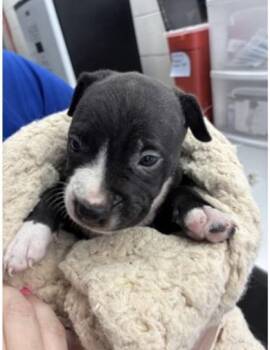 Manny - P -  Pit Bull Terrier and Mixed Breed Dog for Adoption in Daytona Beach, Florida - Manny - P | PetCurious