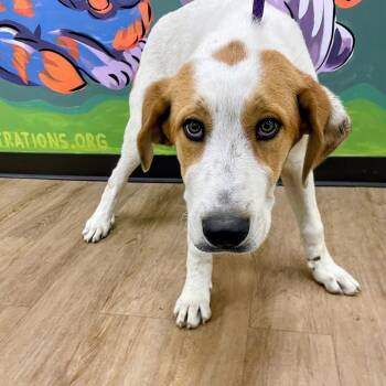 Nolan -  Great Pyrenees and Anatolian Shepherd Dog for Adoption in Lyndhurst, Virginia - Nolan | PetCurious