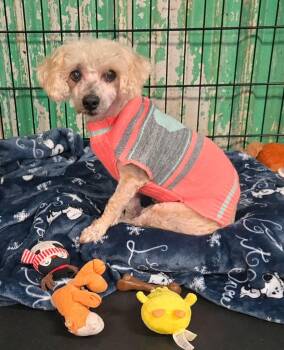 Yoda -  Poodle Dog for Adoption in Pottsville, Pennsylvania - Yoda | PetCurious