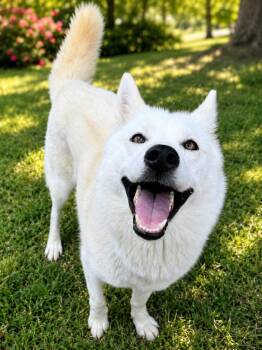 Jolly -  Husky Dog for Adoption in Chattanooga, Tennessee - Jolly | PetCurious